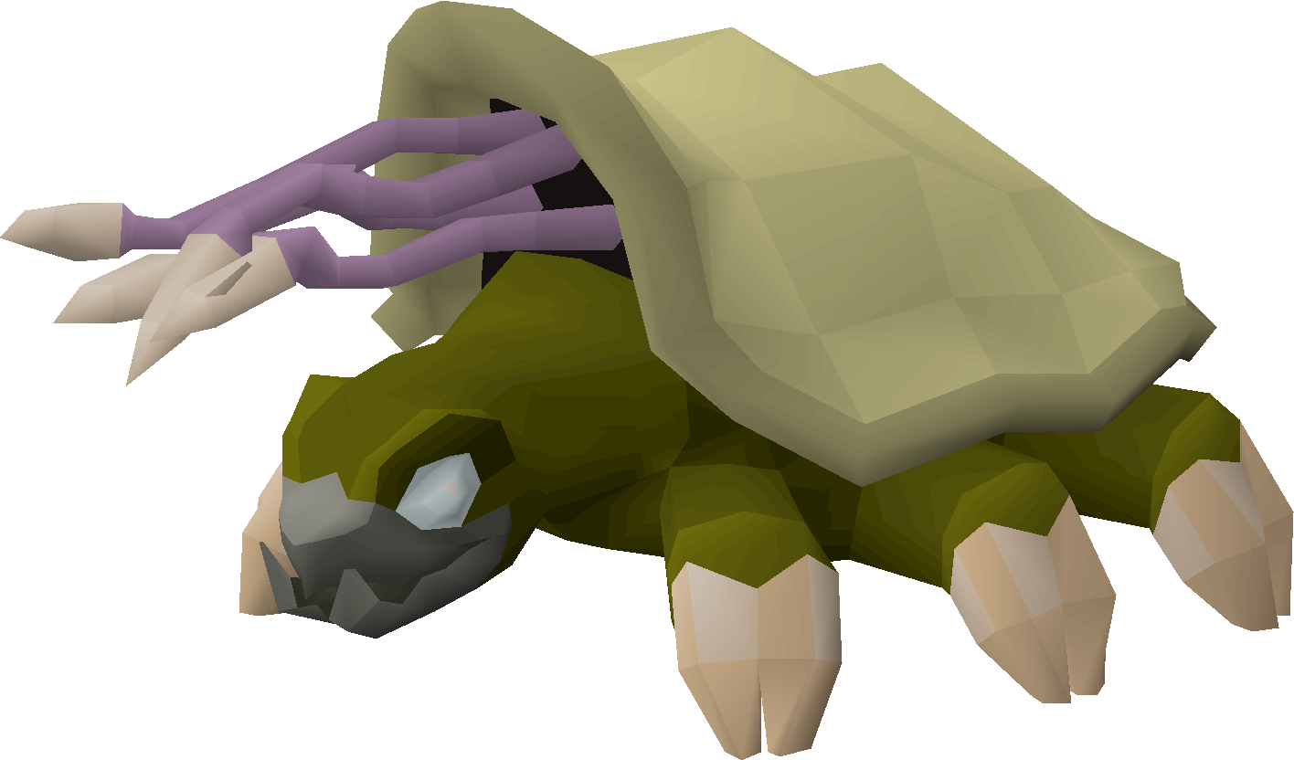 Warped Tortoise