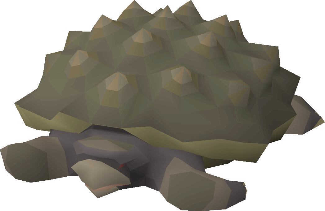 Tortoise