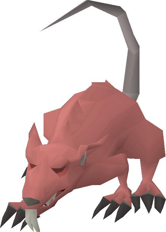 Angry giant rat